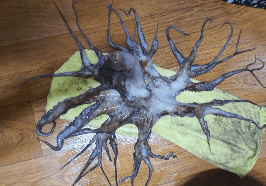海洋异形已出现32足章鱼引发热议日本不必大惊小怪