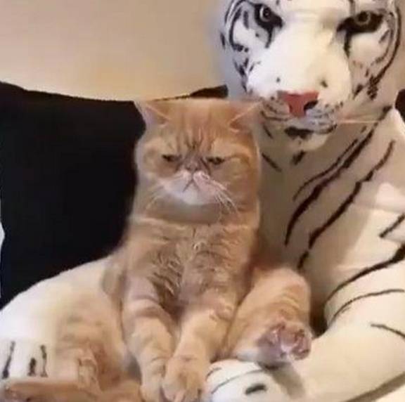 玩具|主人给加菲猫买了个玩偶，它再也不嘚瑟了，一脸生无可恋的表情！