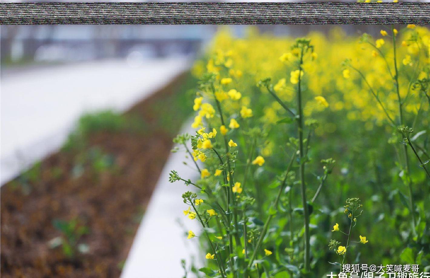 近日 西安第一波油菜花海绽放 西京学院内花团锦簇蜂飞蝶舞 种植