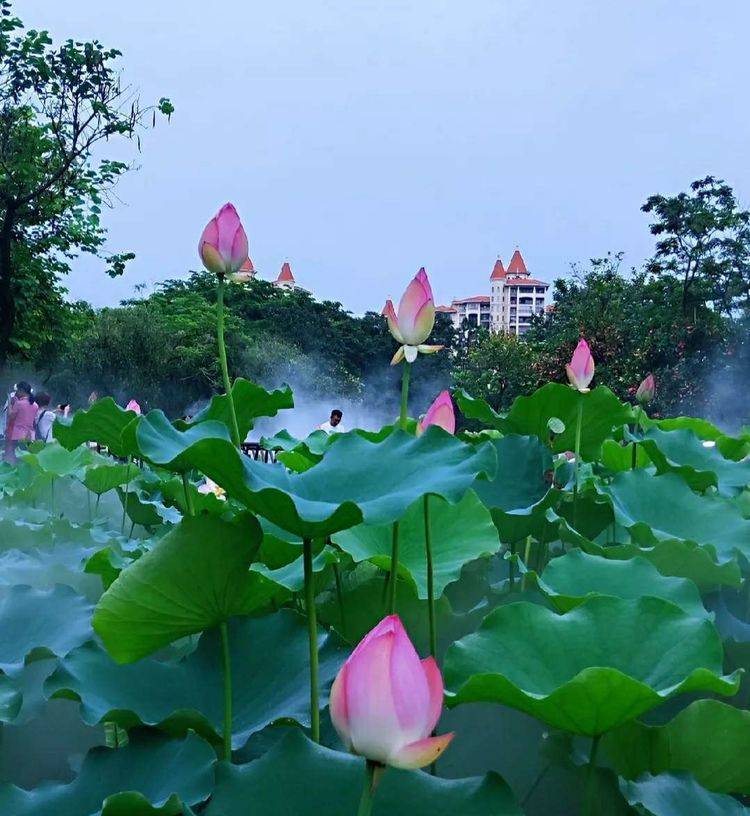 这个夏日,为"荷"而来_荷花