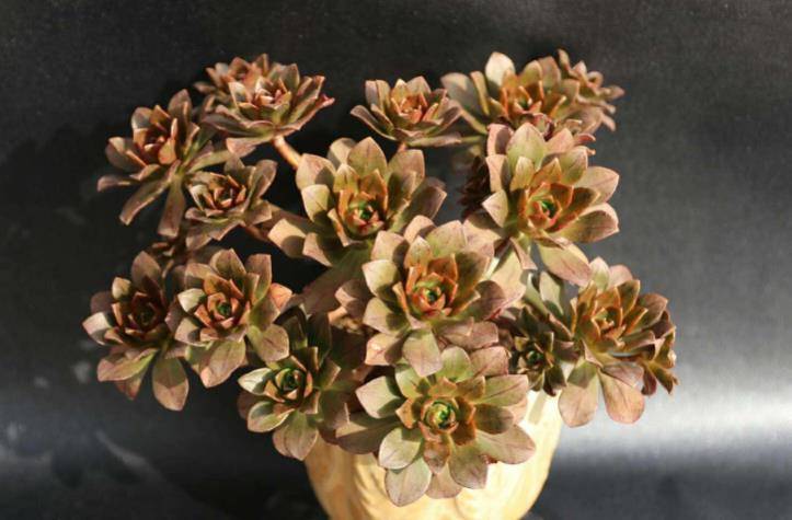 多肉绿茶法师简介:绿茶法师又叫伊达法师,是景天科莲花掌属的多肉植物