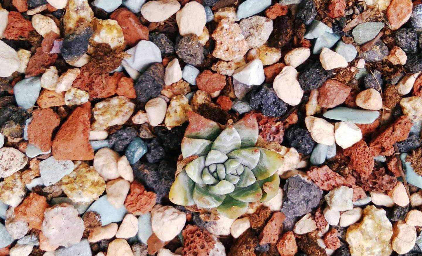 肾结石一般多久能长成大石头 e46e1542ecee4e94a833995362b1322f.jpeg