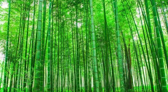 老人言"竹子开花, 马上搬家"到底是什么意思 真的那么危险吗