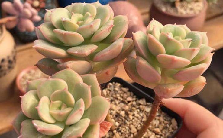 非常喜欢徒长的多肉植物妮可莎娜,养徒以后有三条路可供大家选择