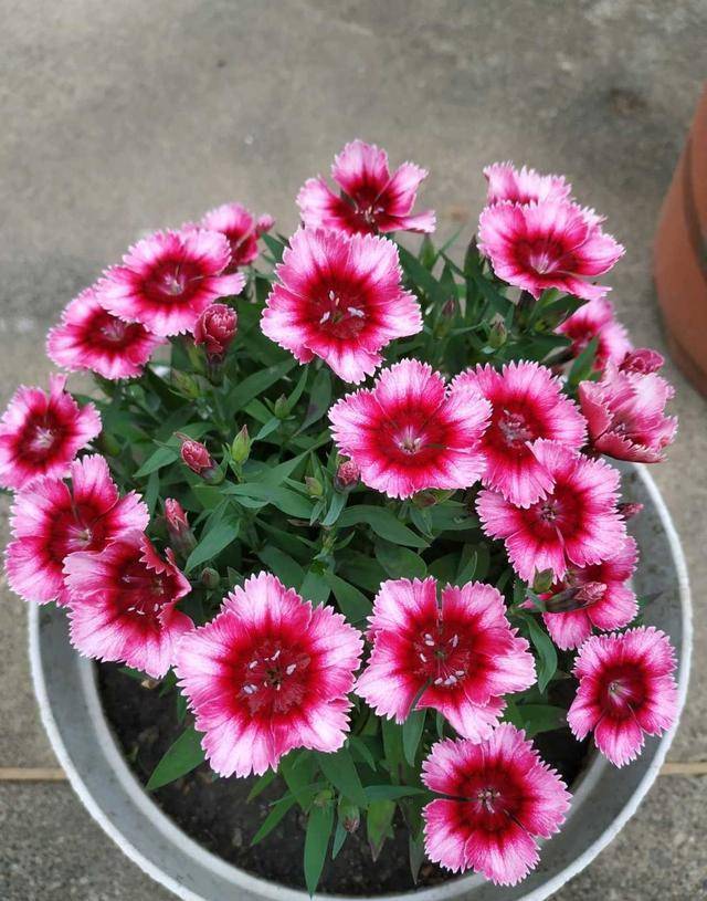 原创这五种花越晒越开花一开就是大半年