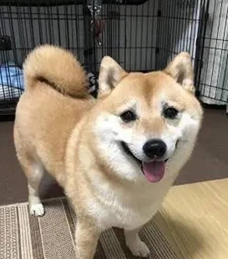 补充|养了柴犬5年，才发现它的身材比例不正常：腿怎么一直没变长呢？