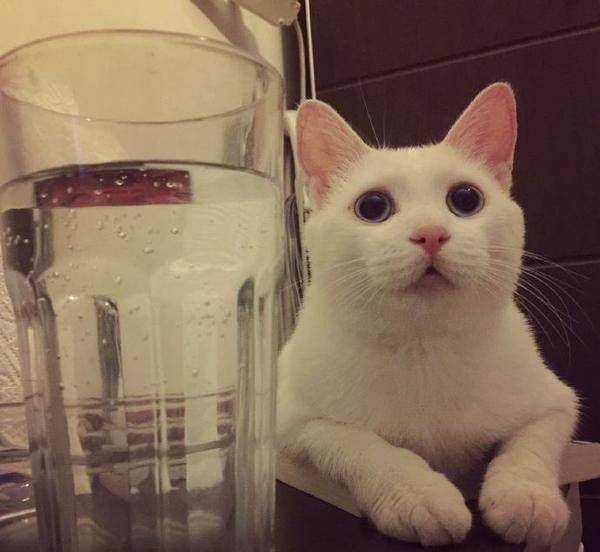 波斯|养猫一定要养这几种，太萌了！