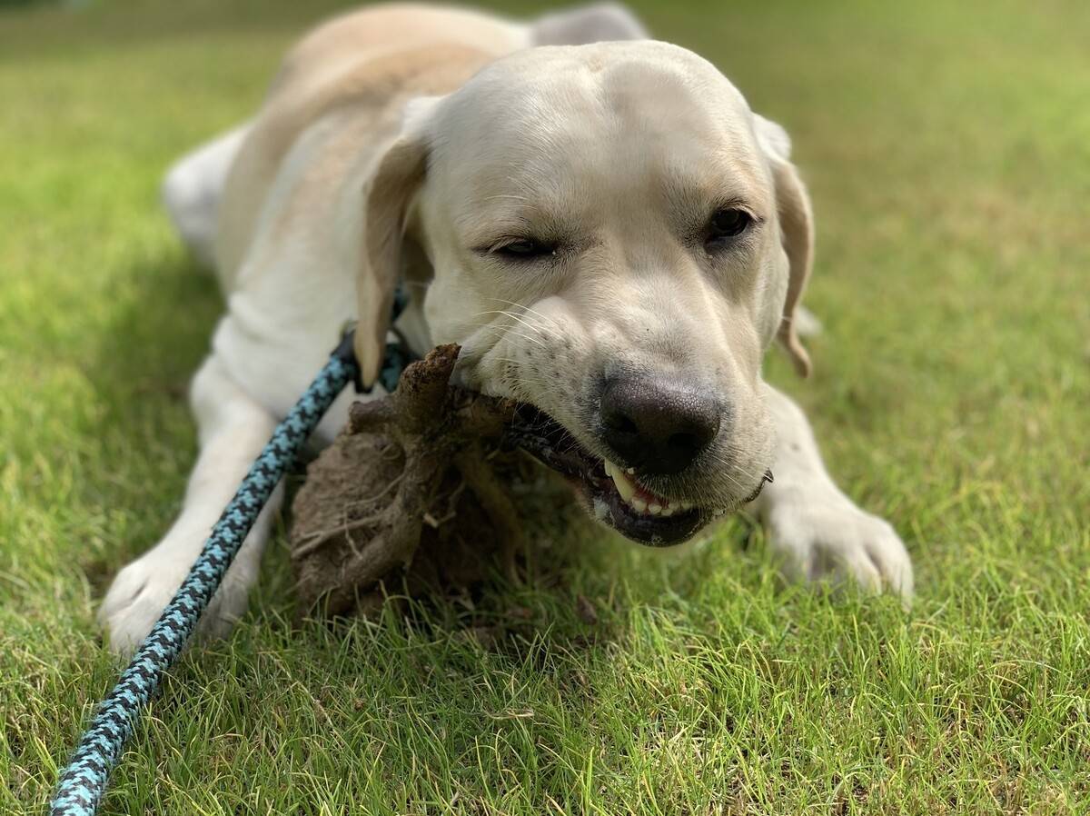 饮食|公认适合家养的6只狗狗，你家狗狗上榜了吗？