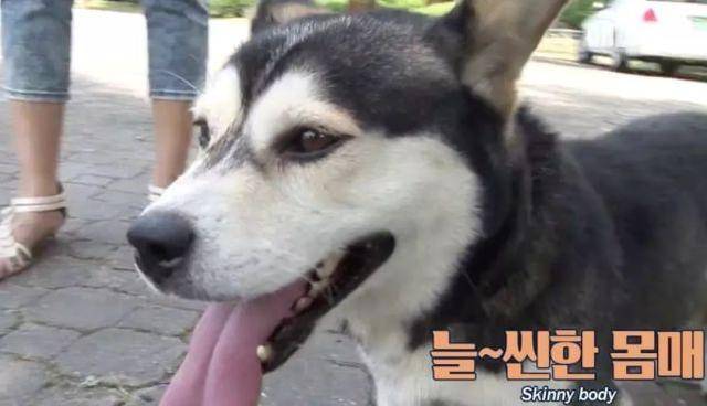 因为|帅气哈士奇“相亲”却屡屡失败, 主人说大概这是一只“哈士基”