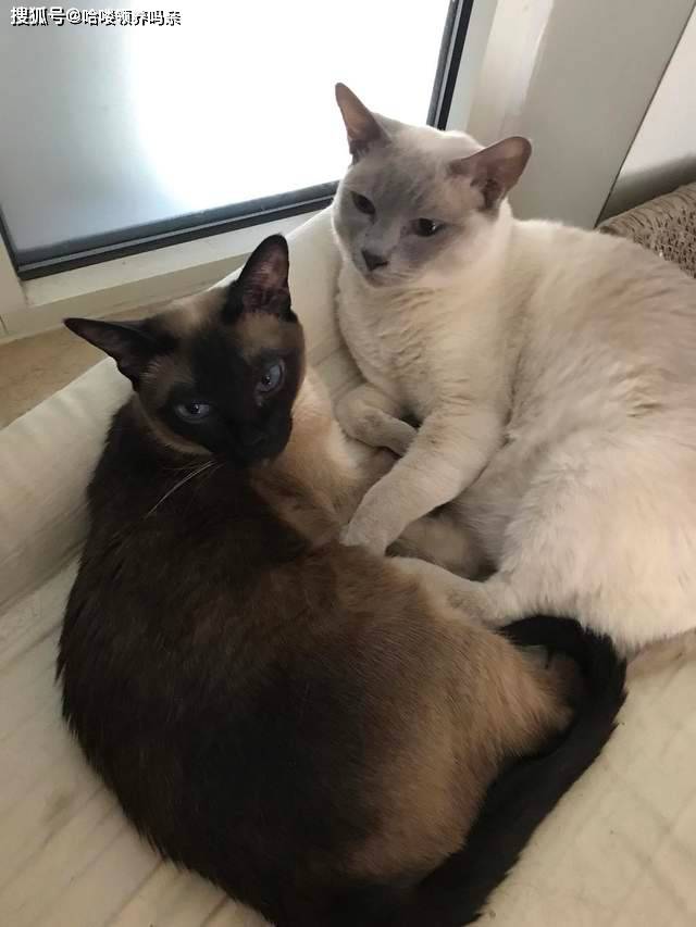 千万不要给猫咪剃毛 不然你会发现 会变黑的不止是暹罗猫 重点