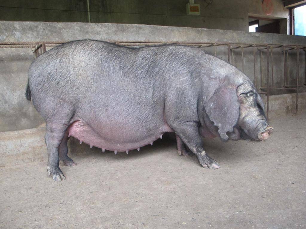 怀孕母猪发烧怎么办?本文有治疗方法