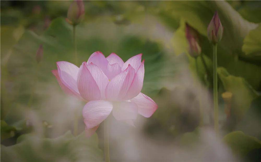 陌上花开 可缓缓归矣 荷花乡