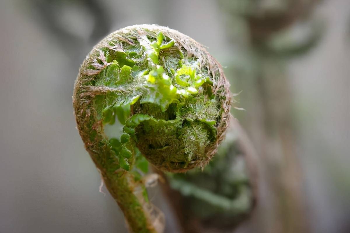 原创
吃一点都会致癌?“野菜之王”的蕨菜,是否吃了真的会得癌症?