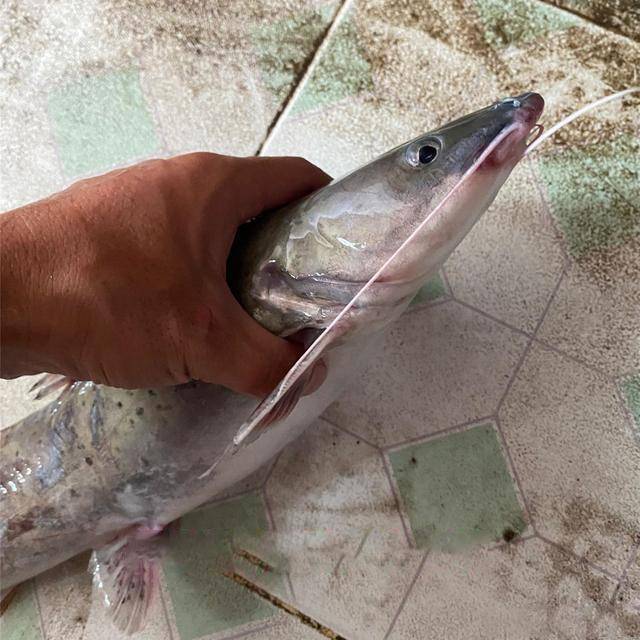 广东男子钓上 斑点怪鱼 发到网上炫耀 网友 你摊上事了 芝麻