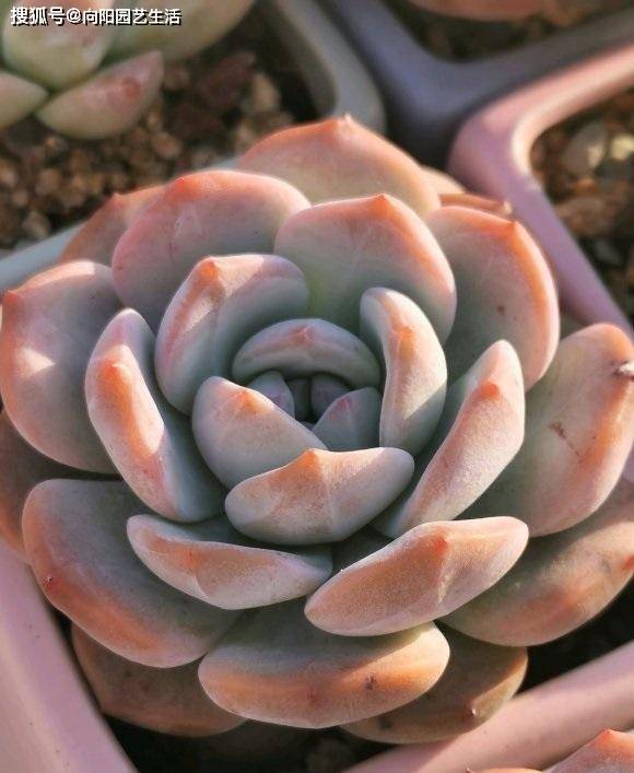 多肉也会 卸妆 露出真容的多肉 让人反感 殊不知这是常态 状态