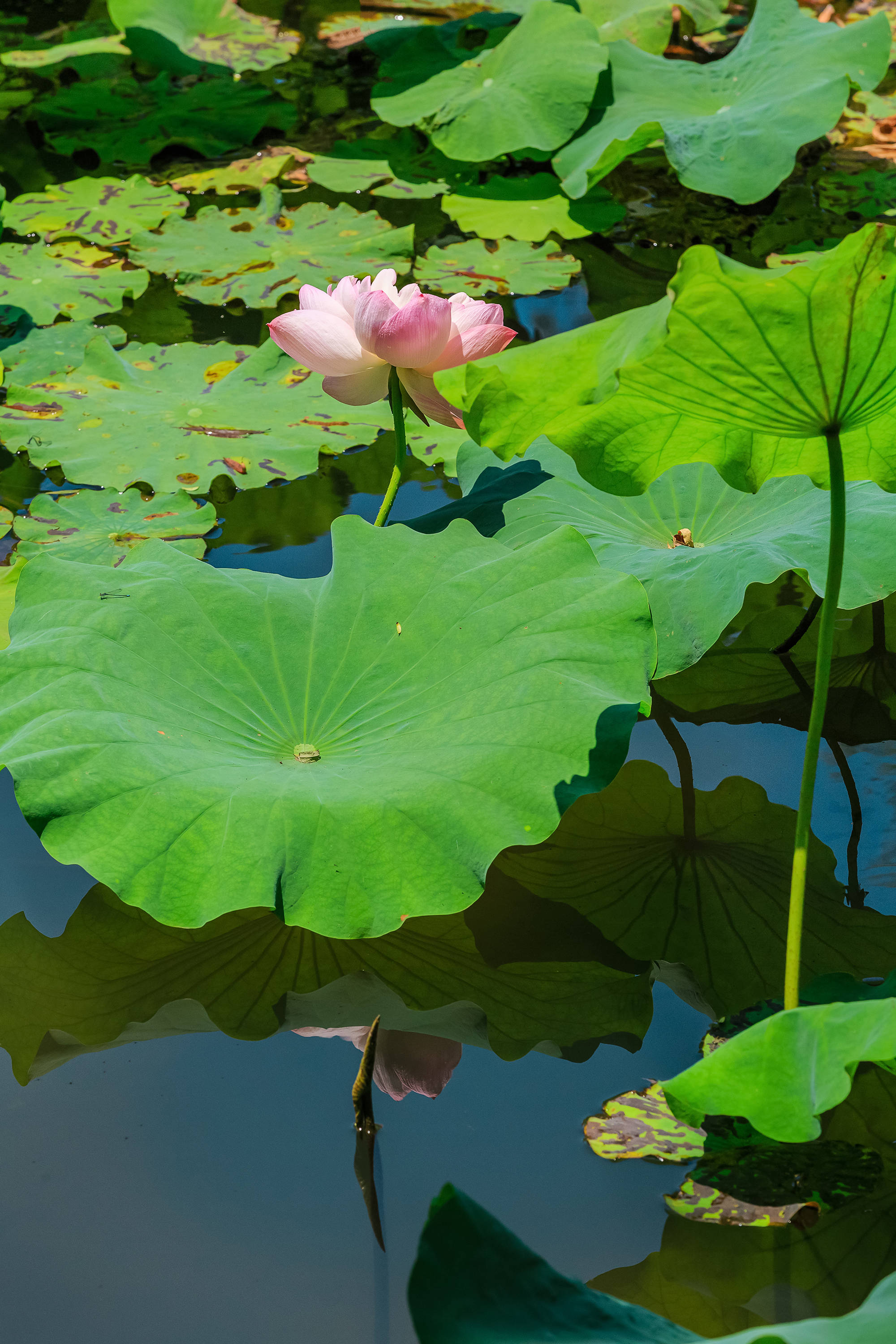 你可以不烧香拜佛,但不能不来司徒庙看荷花_莲花