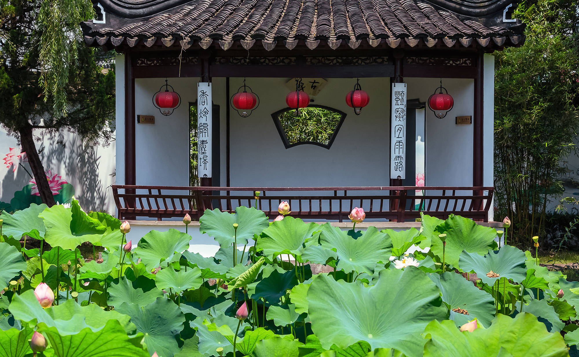 你可以不烧香拜佛 但不能不来司徒庙看荷花 莲花