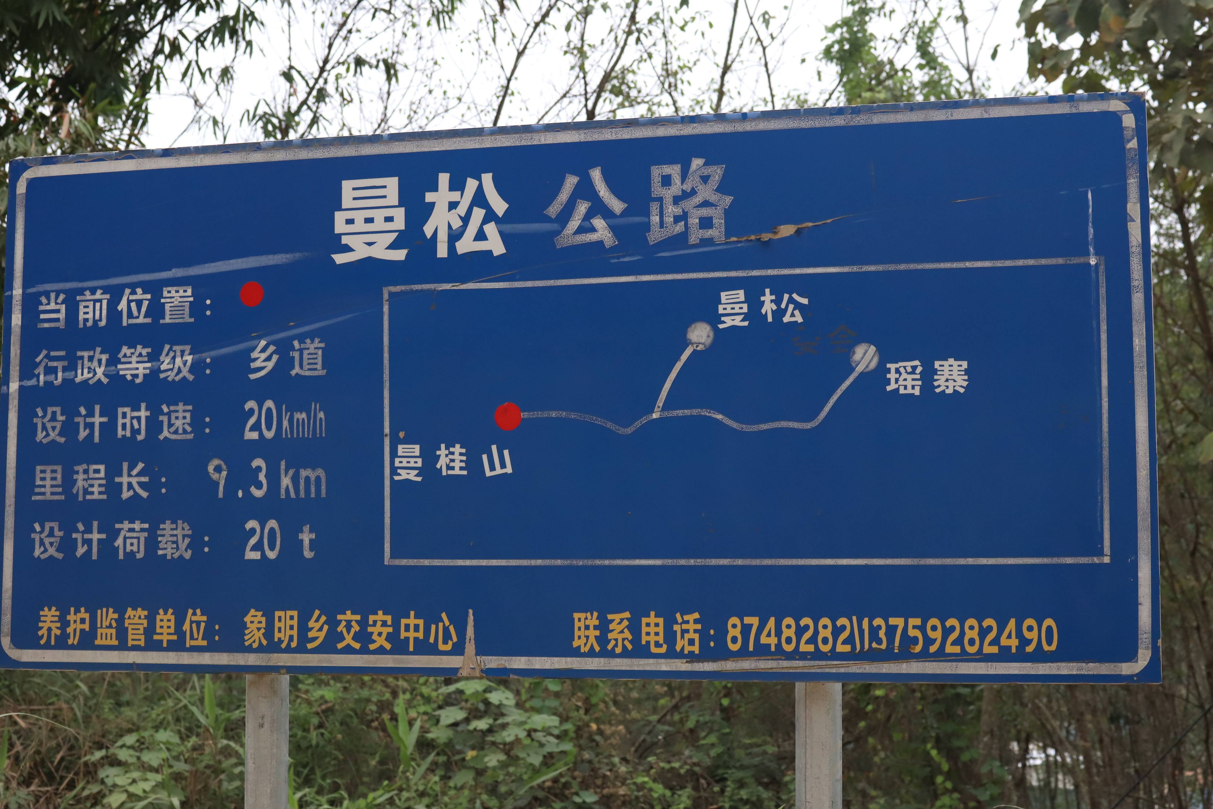 曼松凭借什么成为贡茶第一山头?_王子