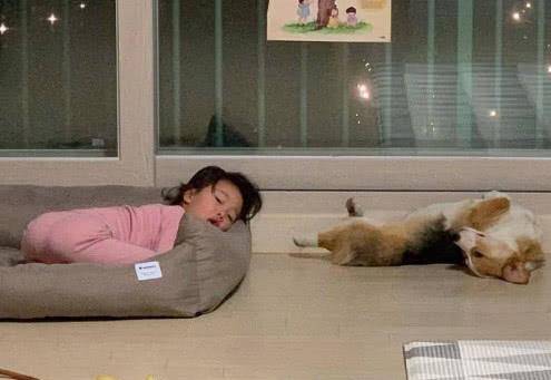 观点评论|吩咐柯基照顾好小主人,结果回家一看哭笑不得,汪:我的心好累!