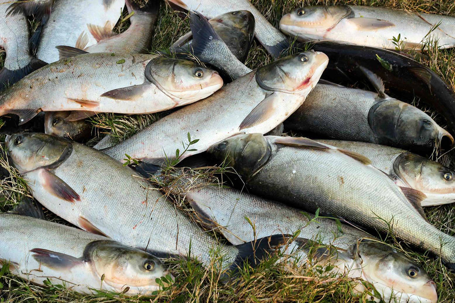 钓鲢鳙鱼饵料的两大要素,状态和味型