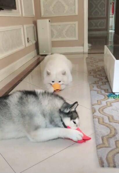 如何给狗狗做一个嘴套 69b5332b203c41b3a05838e9f58e87e4.jpeg