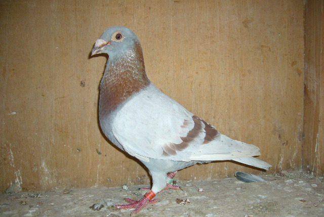 信鸽品种大全及图片对照 74db16d9b20246eb89175077f59f4a1c.jpeg