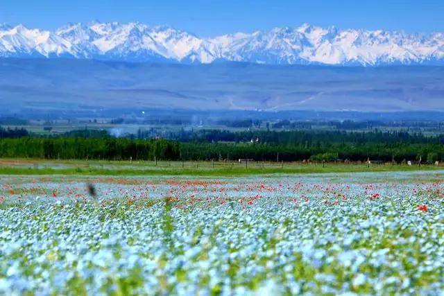 伊犁的草原处处山花烂漫,天山红花无疑是其中最靓丽的一道风景