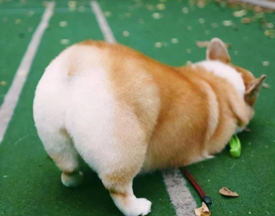 玩具|如果柯基犬肯让你碰这6样东西，证明它把你当“家人”了