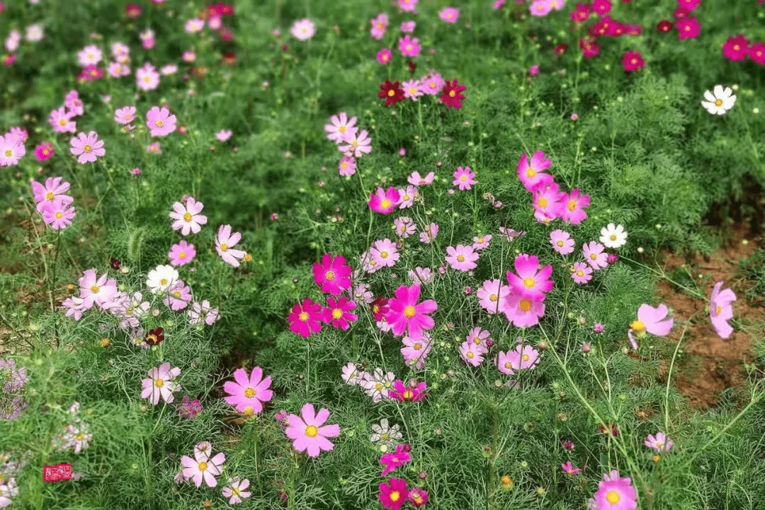 格桑梅朵|藏匿在市区的玩水纳凉好去处，野趣风光无限，仿佛置身画里！