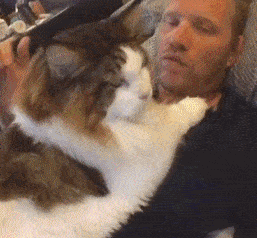 观点评论|如果这4只小猫出现在你门口，你会选哪只抱回家呢？我果断选第三