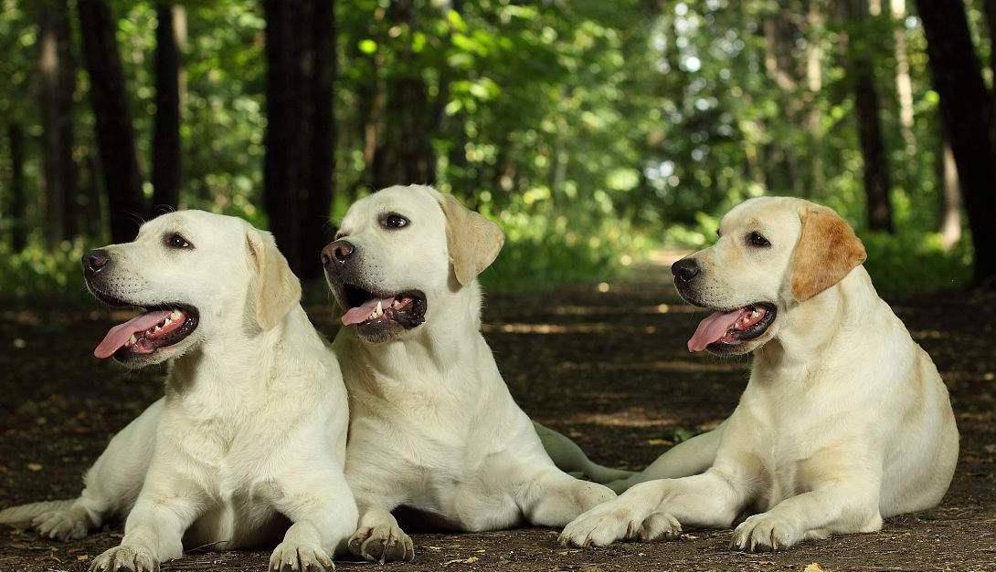 观点评论|你的拉布拉多犬为什么不听话？无非3个原因，你的可能是串串