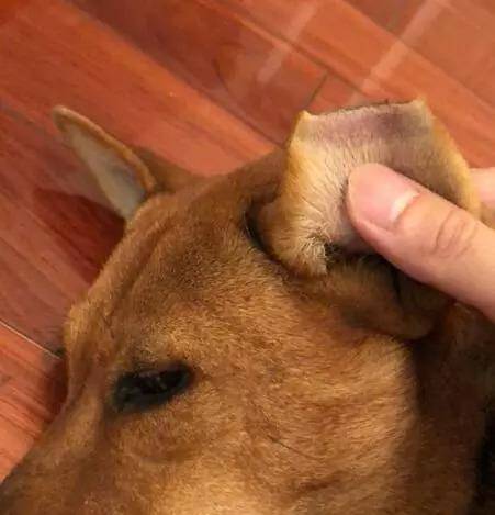 立耳土狗和垂耳土狗区别 1aef4d2e437c4d34845854be85c8178e.jpeg