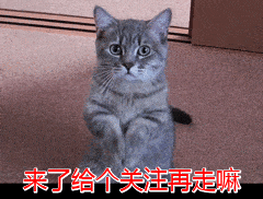 异国|最受欢迎的6种猫，2021猫咪“爆款之王”是谁？