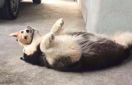 崩溃|主人领回了只柯基,没想到二哈就不淡定了,下一秒差点要了狗命!