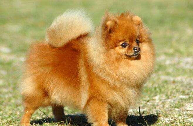 宠物狗的排名_宠物狗价格排名