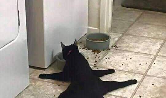 猫咪叫声吸引猫过来玩 4fca822bea1540d0a732518f44b28f4b.jpeg