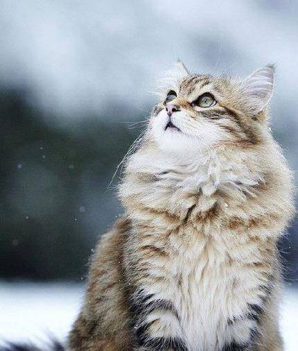 观点评论|如果这4只小猫出现在你门口，你会选哪只抱回家呢？我果断选第三