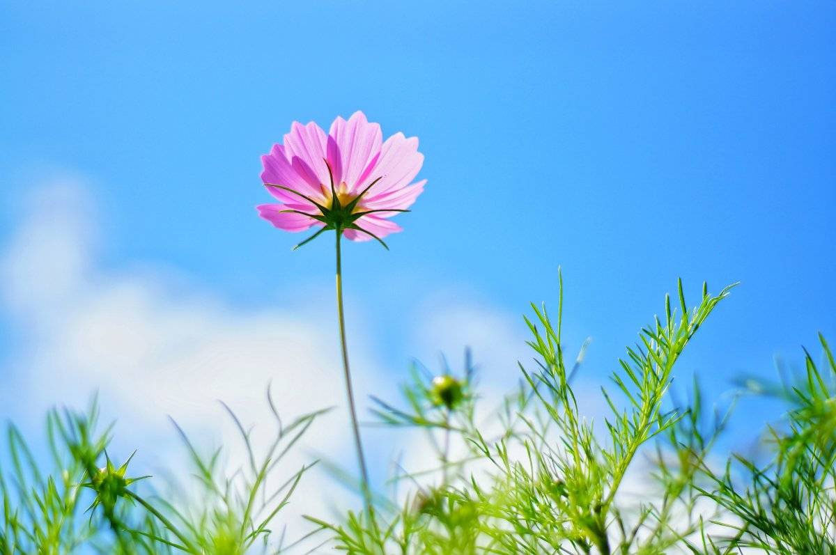 偷偷想你的男人会如此联系你