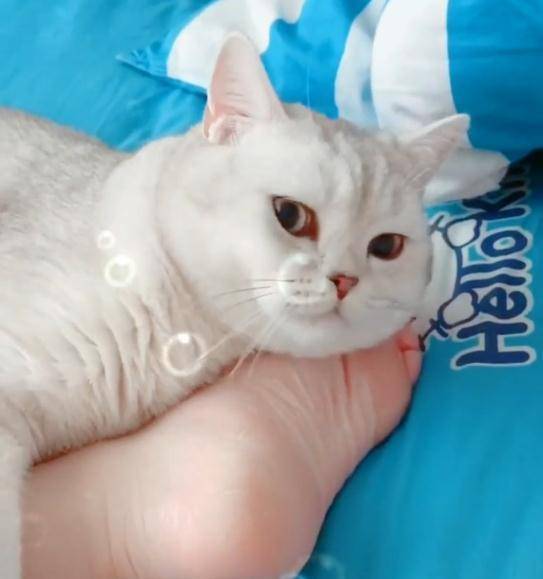 猫咪|主人撸猫被拒，气得直接甩钞票砸猫咪脑袋，喵：OK，你随便撸吧！