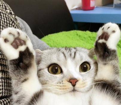 观点评论|如果这4只小猫出现在你门口，你会选哪只抱回家呢？我果断选第三