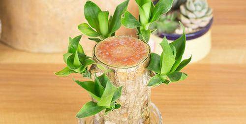 水培巴西木生根不容易不小心根系还会腐烂养殖技巧很重要