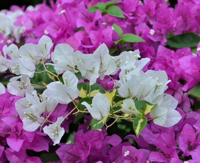 怎么给三角梅施肥 ef184b25076c4007b81672415e4fd1cf.jpeg