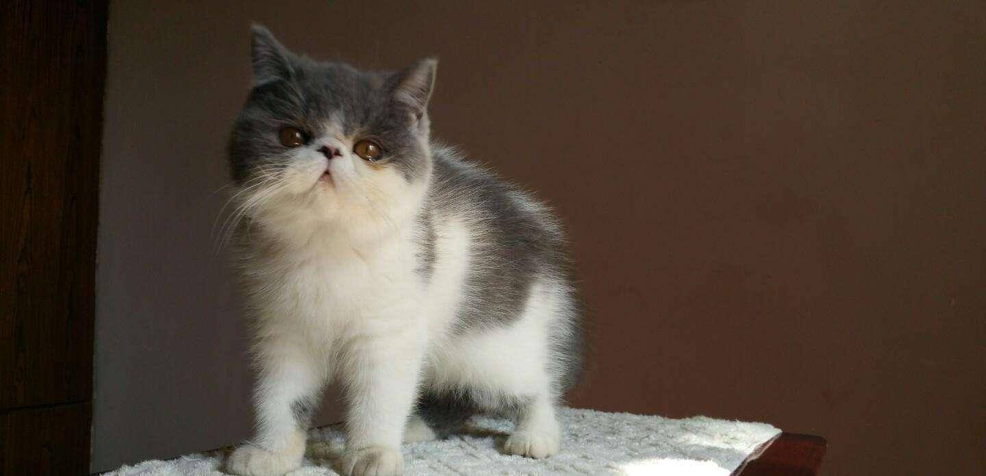 猫咪|盘点五种适合老年人养的猫咪，余生请和它们一起过吧！