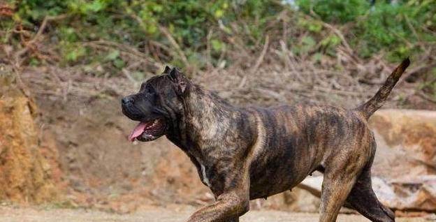 护卫犬排名_卡斯罗护卫犬