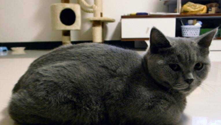 猫咪怎么才能胖起来 3c5d9c97ba64478bb932dae51ffca929.jpeg