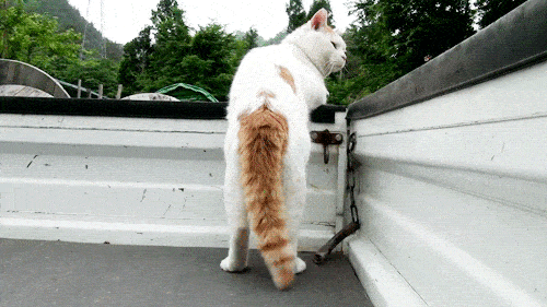 513cb2fe29ff4aac8705b74067a12074.gif