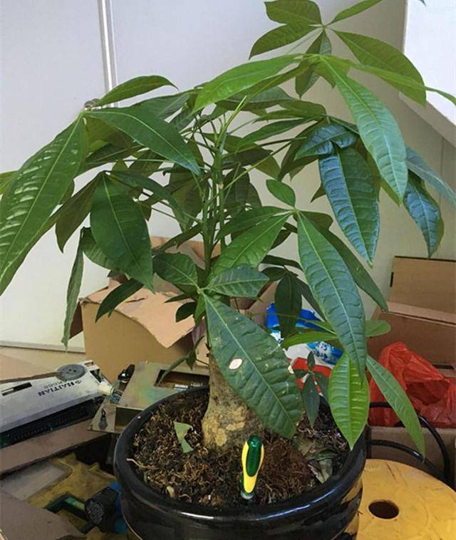 盆栽发财树,这样子养护,长成"胖植株"_种植