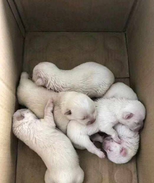 箱子|买早餐时发现个纸箱,往里瞅一眼后,女孩回去的路上越想越心疼