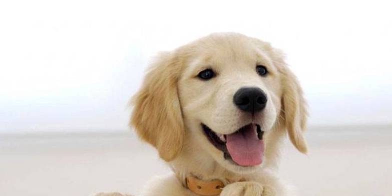 全部都是|养狗之后的心累瞬间:再也不说“累成狗了”,狗才不累呢!