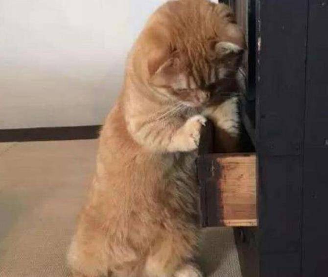 因为|橘猫的“宝贝”不翼而飞，当看到它“凝重”的表情后，宠主无奈了